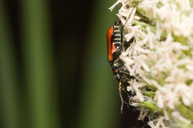 Malachiidae da identificare